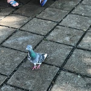 Meet your Posher, Pam